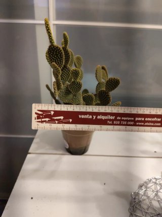 Cactus Opuntia Microdasys en maceta