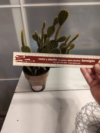 Cactus Opuntia Microdasys en maceta