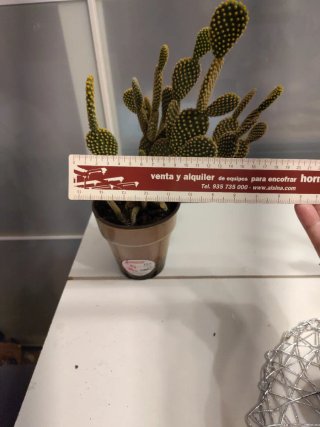Cactus Opuntia Microdasys en maceta