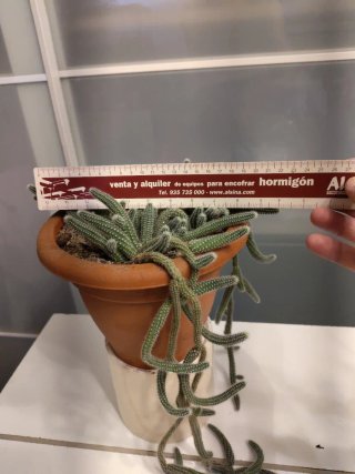 Cactus rabo de rata colgante en maceta