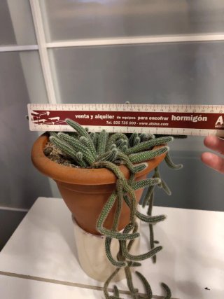 Cactus rabo de rata colgante en maceta