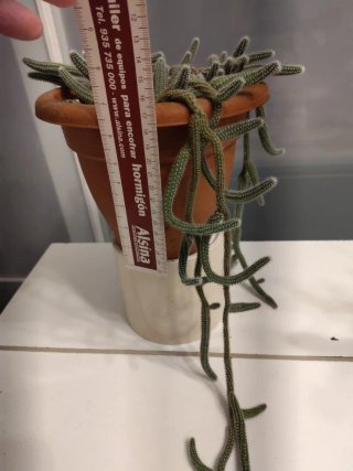 Cactus rabo de rata colgante en maceta