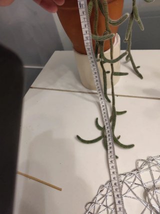 Cactus rabo de rata colgante en maceta
