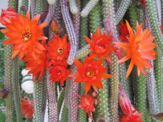 Cactus rabo de rata colgante en maceta