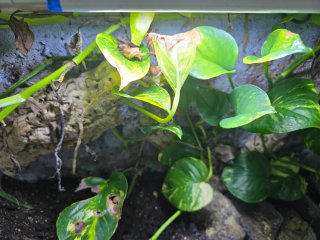 Terrario/Acuario