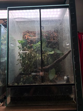 Terrario con plantas y ramas
