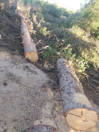 Troncos de pino natural 15m