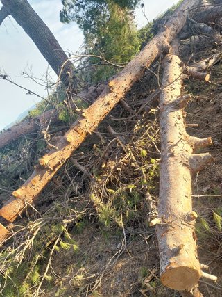 Troncos de pino natural 15m