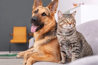 Cuidadora de perros y gatos