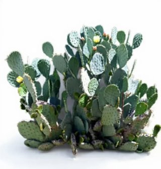 Cactus de frutos morados