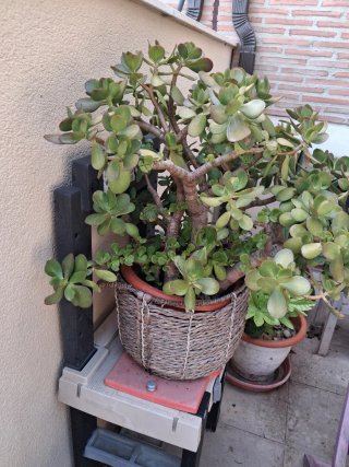 Pianta di Jade Crassula Ovata
