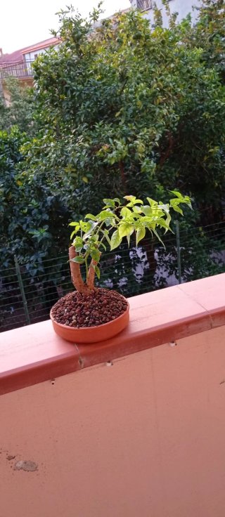 Bonsai di Bouganville