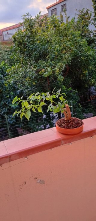 Bonsai di Bouganville