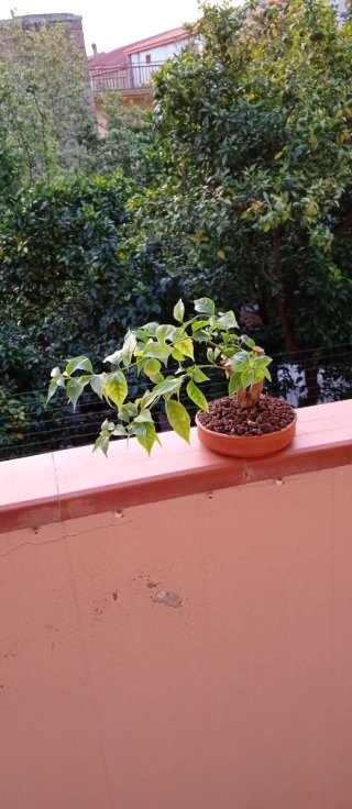 Bonsai di Bouganville