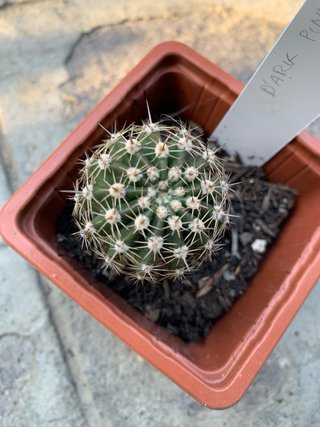 Echinopsis hybrid dark pink