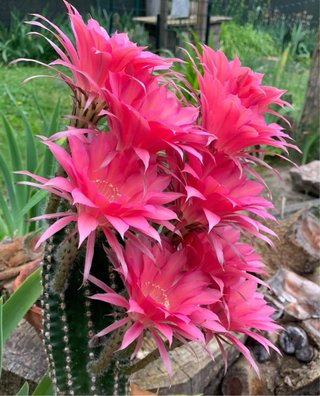 Echinopsis hybrid dark pink
