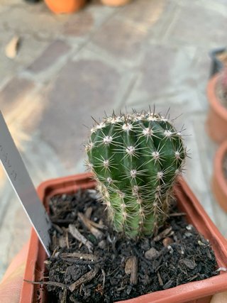 Echinopsis hybrid dark pink