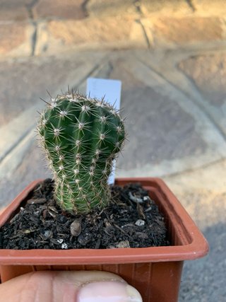 Echinopsis hybrid dark pink