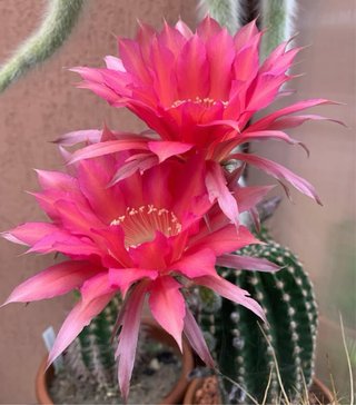 Echinopsis hybrid dark pink