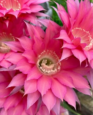Echinopsis hybrid dark pink