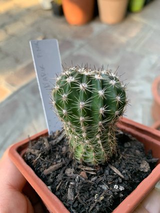 Echinopsis hybrid dark pink