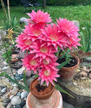 Echinopsis hybrid dark pink