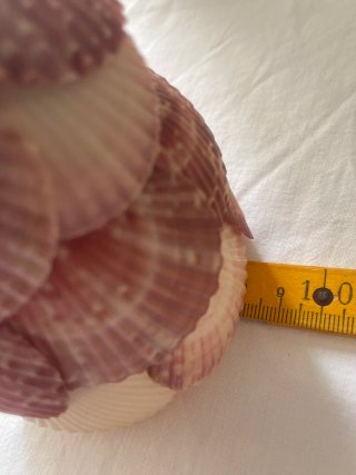 Bambola Conchiglie Vintage Souvenir Lavagna