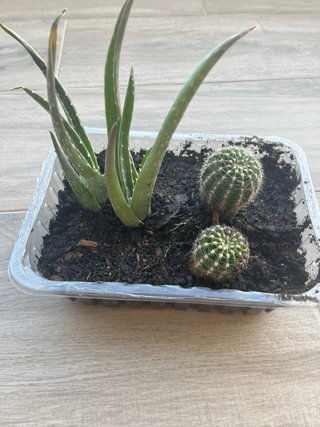 Lote Plantas Variadas: Cactus, Aloe y más