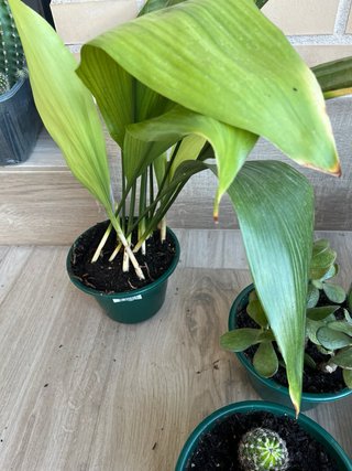 Lote Plantas Variadas: Cactus, Aloe y más