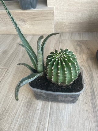 Lote Plantas Variadas: Cactus, Aloe y más