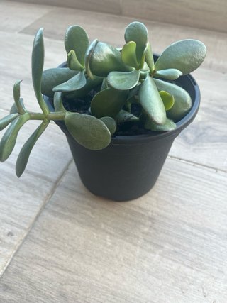 Lote Plantas Variadas: Cactus, Aloe y más