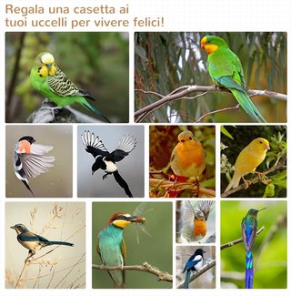 Jaula para Aves de Exterior en Madera de Abeto y Metal, Voladera para Aves con 3 Aberturas con Bloqueo, 4 Perchas y Bandeja Extraíble, 80.5X57X153 Cm, Naranja