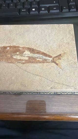 FÓSIL DE PEZ EN PIEDRA DESCONOZCO