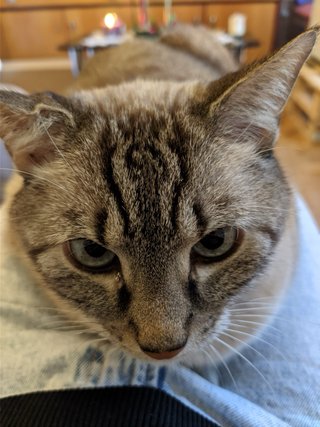 Cuidadora de gatos en Tarragona