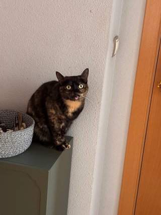 Cuidadora de gatos en Tarragona