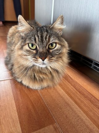 Cuidadora de gatos en Tarragona