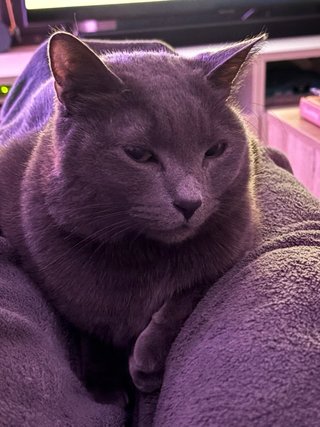 Cuidadora de gatos en Tarragona