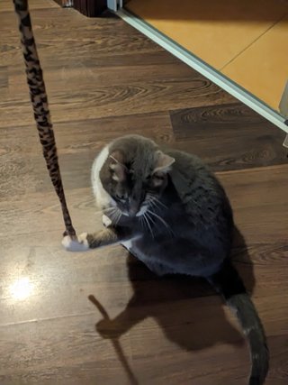 Cuidadora de gatos en Tarragona