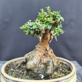 Bonsái Acebuche 20 cm