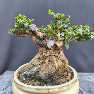 Bonsái Acebuche 20 cm