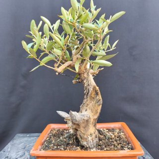Bonsái Olea Europea 35 cm