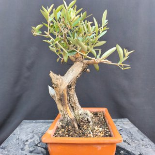 Bonsái Olea Europea 35 cm
