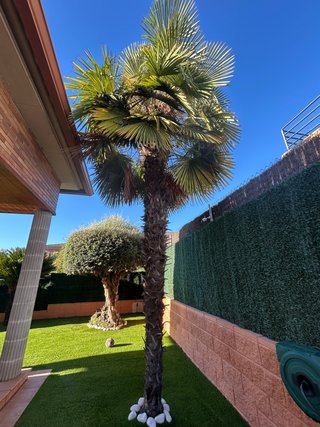 Palmera Grande