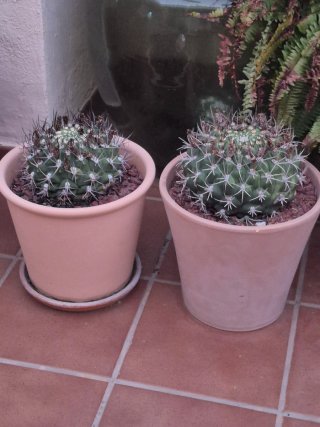 Cactus y maceta grande