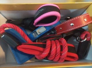 Lote Accesorios Perro