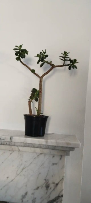 Planta Crassula Ovata Árbol de Jade