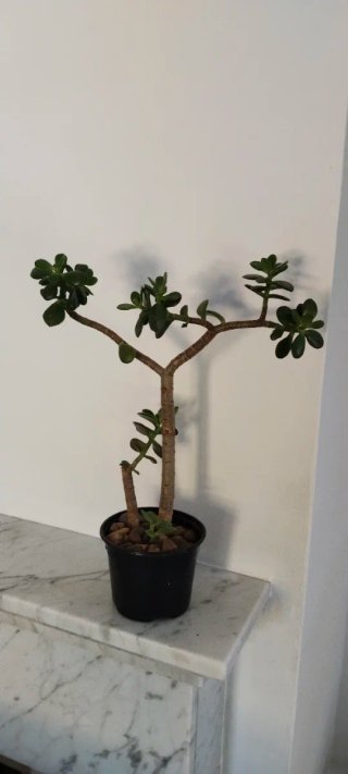 Planta Crassula Ovata Árbol de Jade