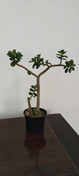 Planta Crassula Ovata Árbol de Jade