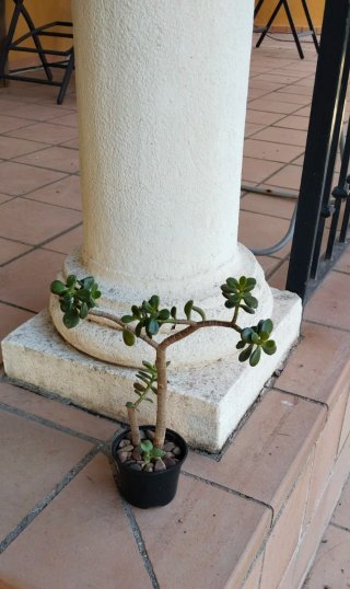 Planta Crassula Ovata Árbol de Jade