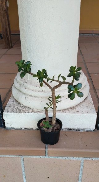 Planta Crassula Ovata Árbol de Jade